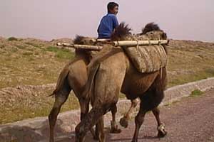 Bactrian camels along the rally route