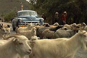 Sheep and goats are just a few things keeping the
pace of the rally slower than expected.