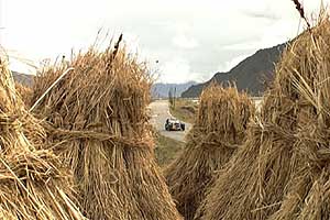 Hay stacks along the rally route in Tibet